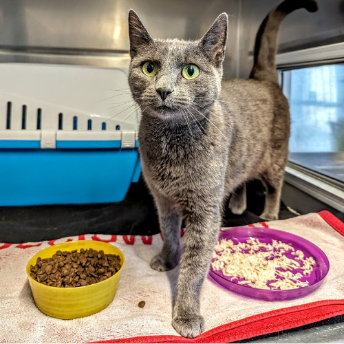 Fundkatze Haisterbach "Moiraine"