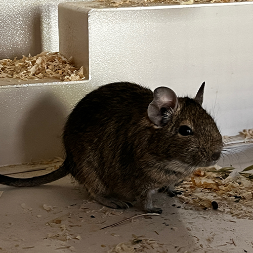 Degu-Mädels (Tia, Pia, Mia)
