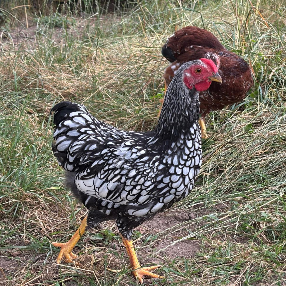 Fundhahn 3/ 64385 Reichelsheim