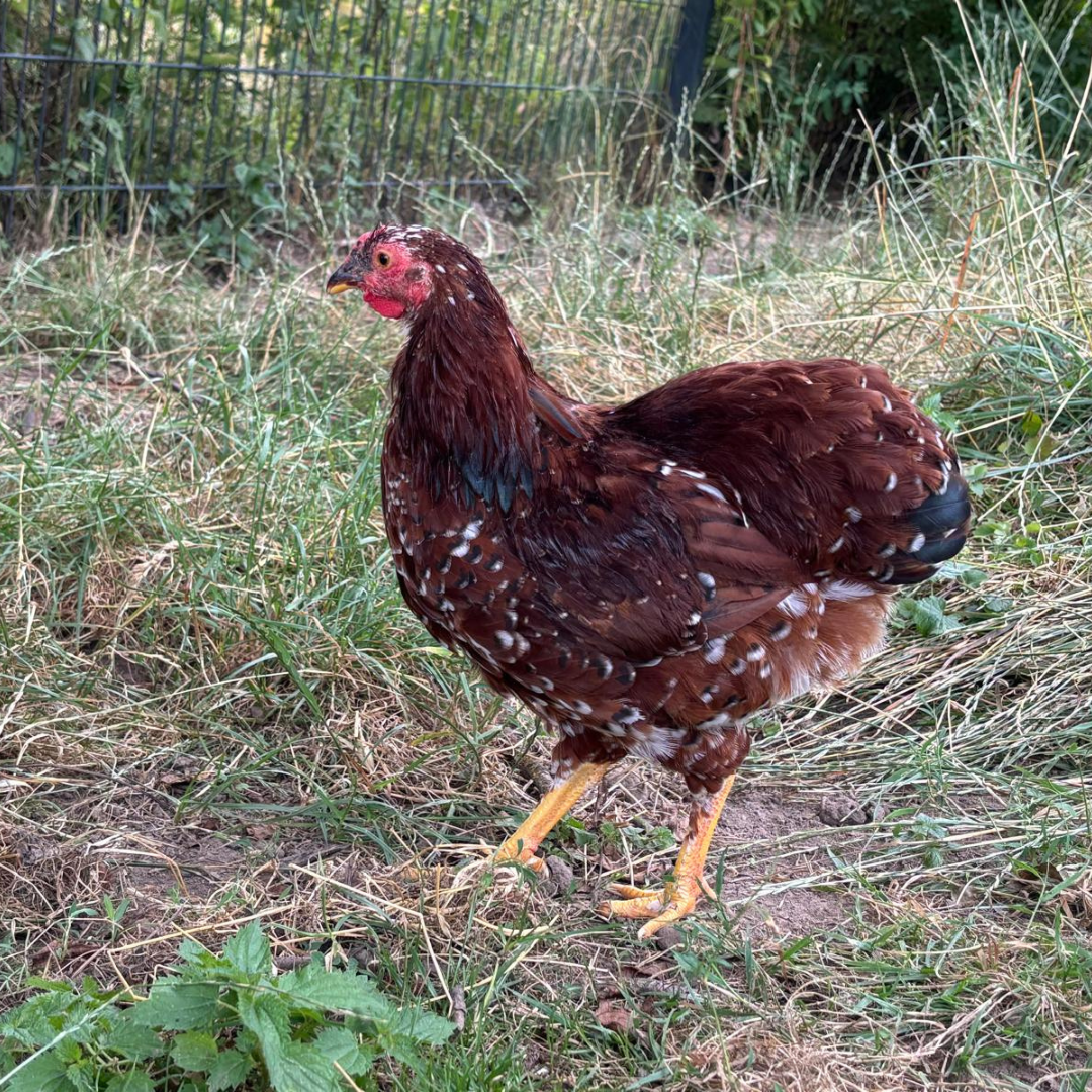 Fundhahn 1/ 64385 Reichelsheim