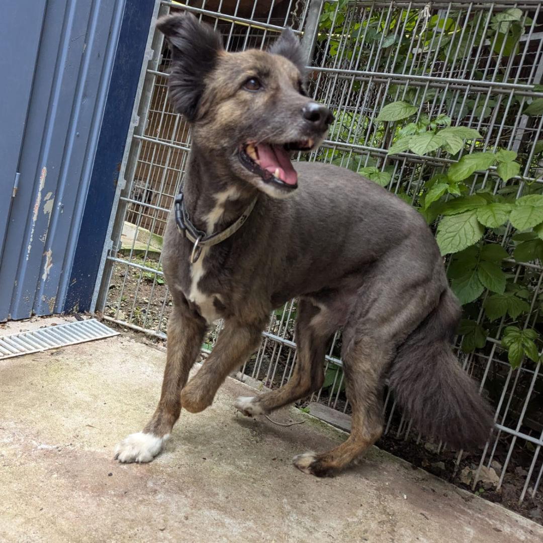 Fundhund 64711 Erbach Brudergrund