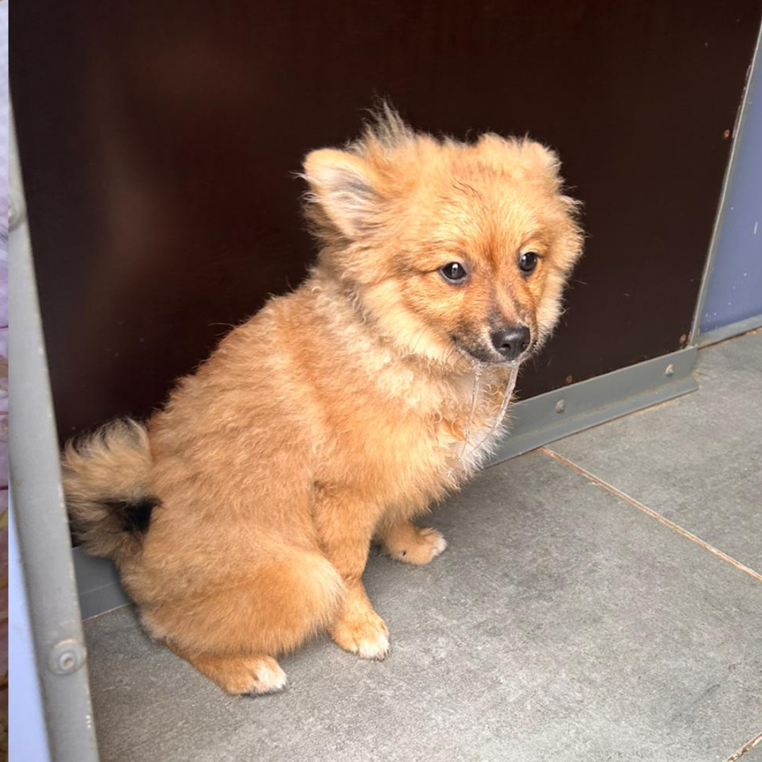 Fundhund 64720 Michelstadt "Gizmo"