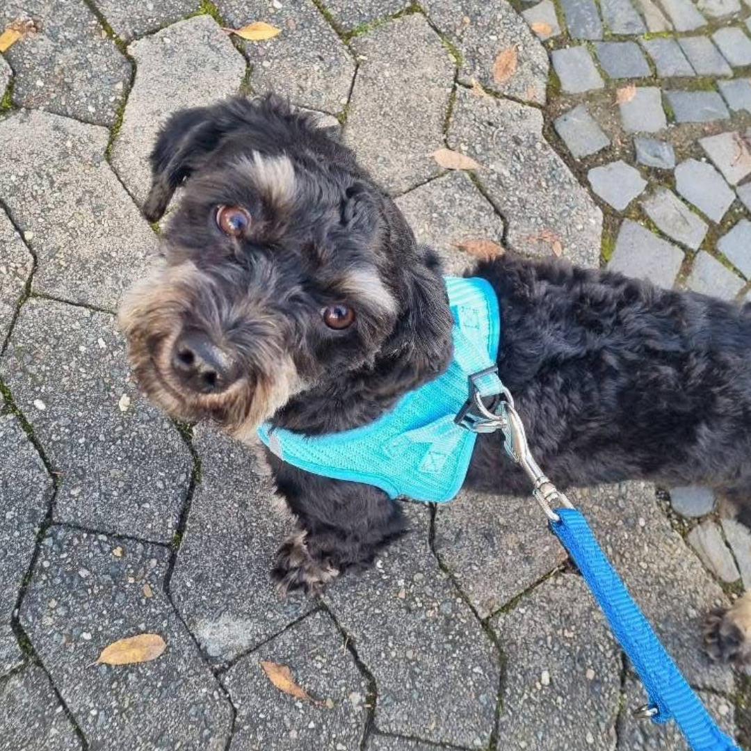 Fundhund 64732 Bad König