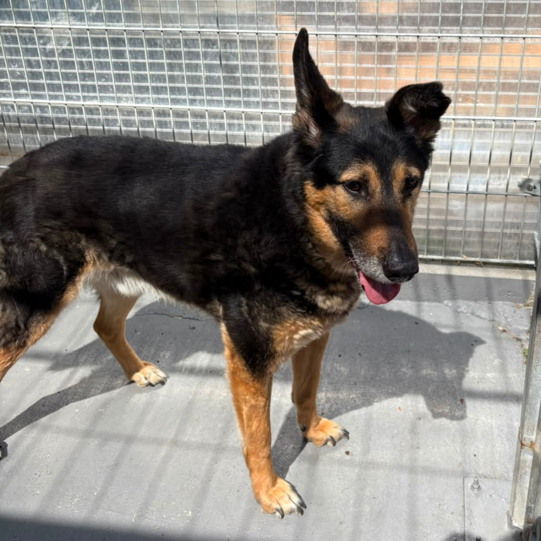 Fundhund 64732 Bad König "Barney"
