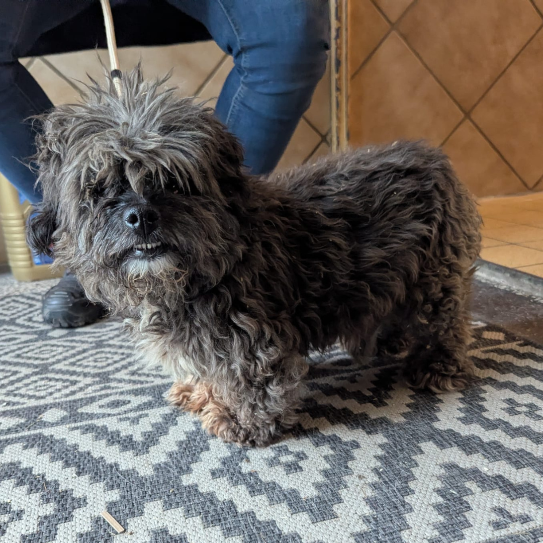 Fundhund 64739 Höchst "Max"