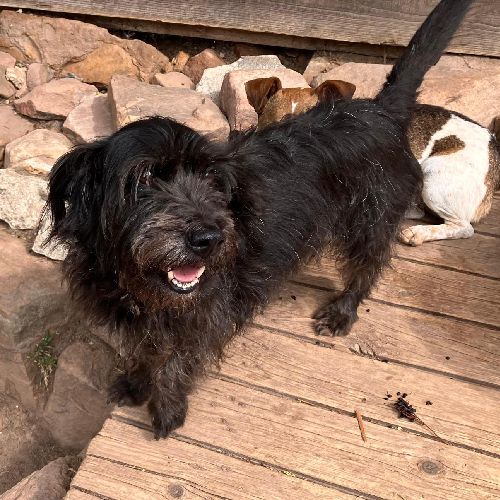 Fundhund Bad König "Urmel"