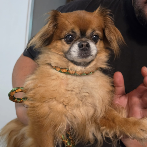 Fundhund Dorf-Erbach "Gizzmo"
