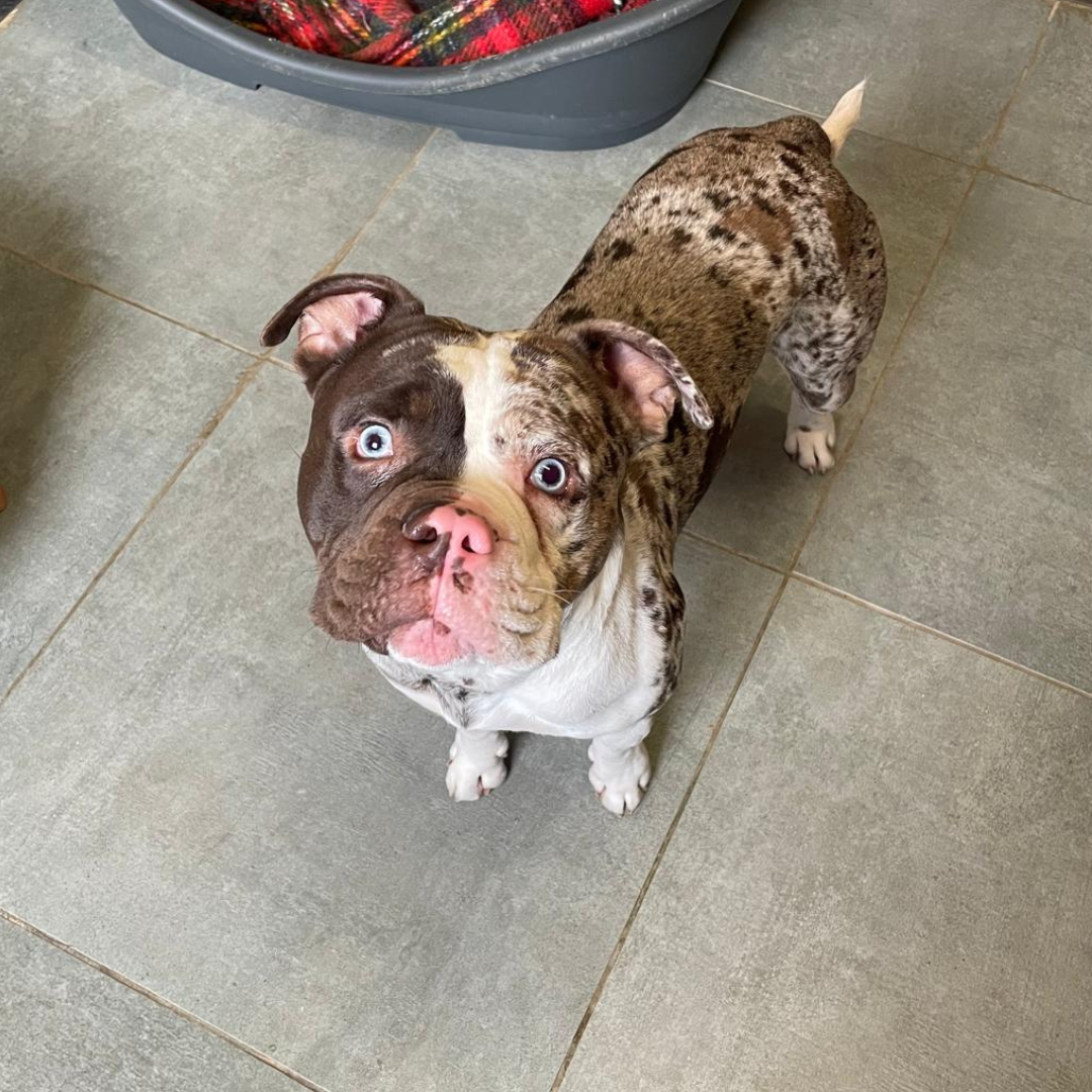 Fundhund Erbach "Oldie"