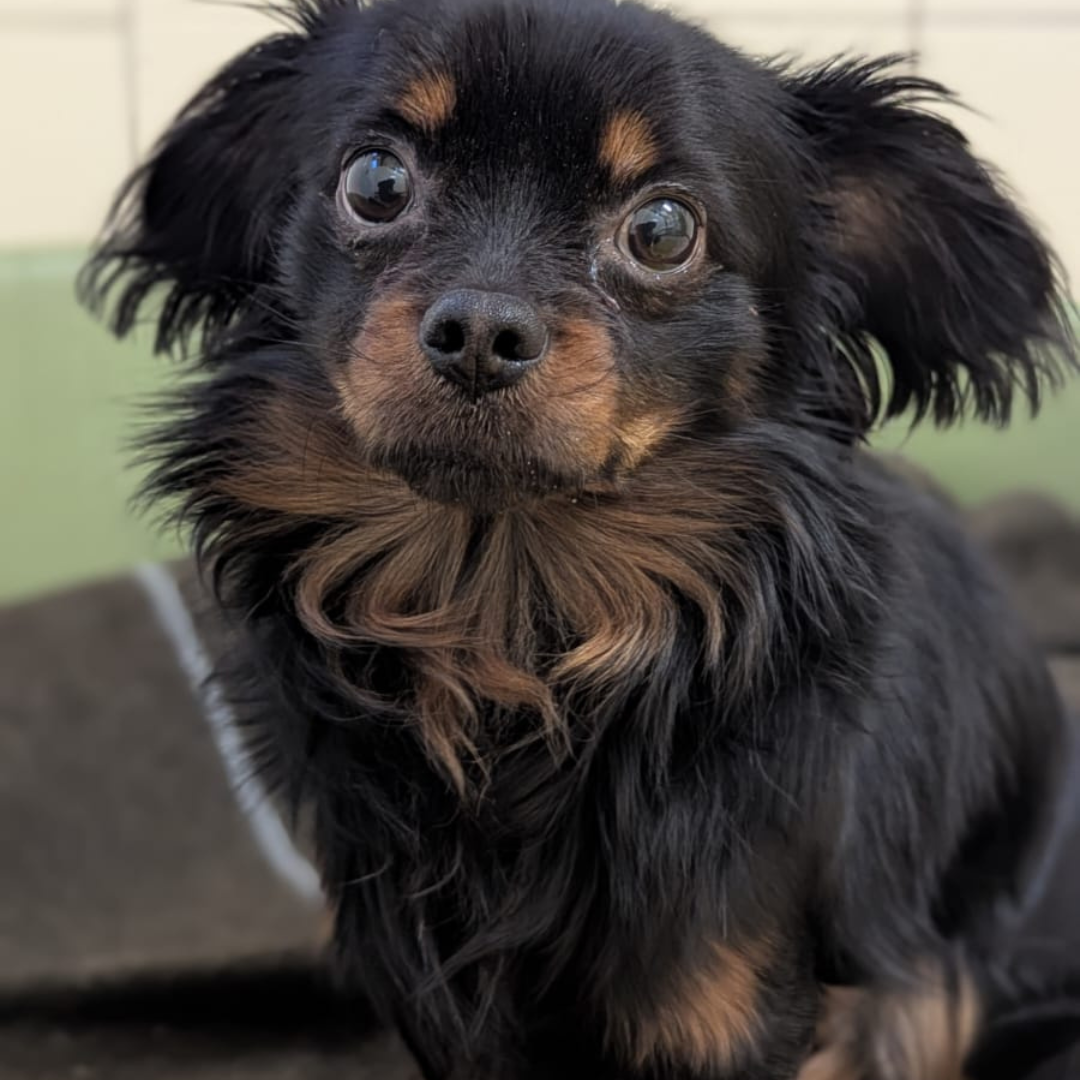 Fundhund Marbach-Stausee