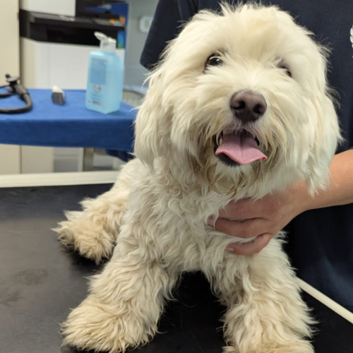 Fundhund Oberzent "Gustav"