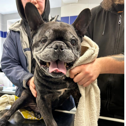 Fundhund Reichelsheim / Hutzwiese "Pumba"