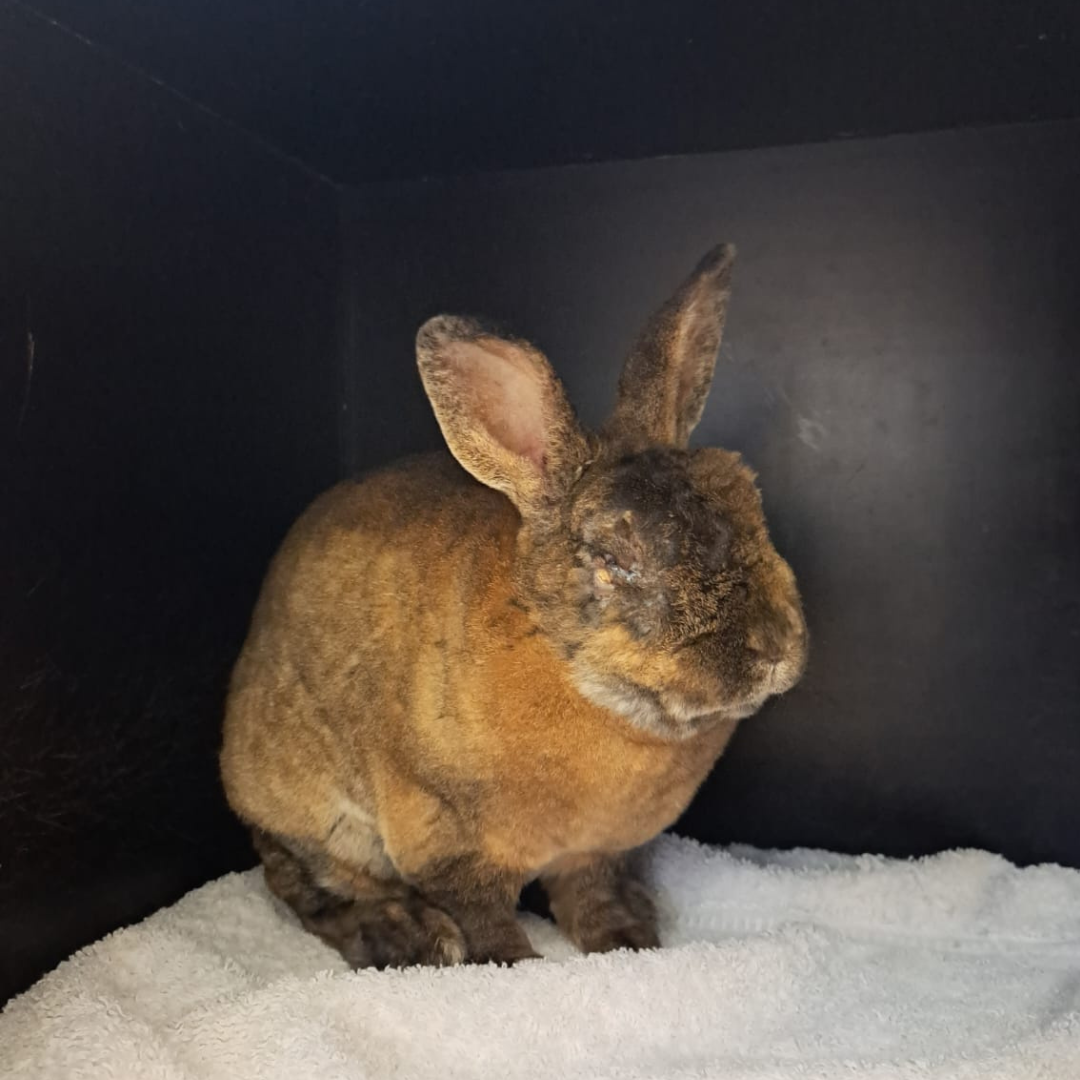 Fundkaninchen 64711 Erbach "Arion"