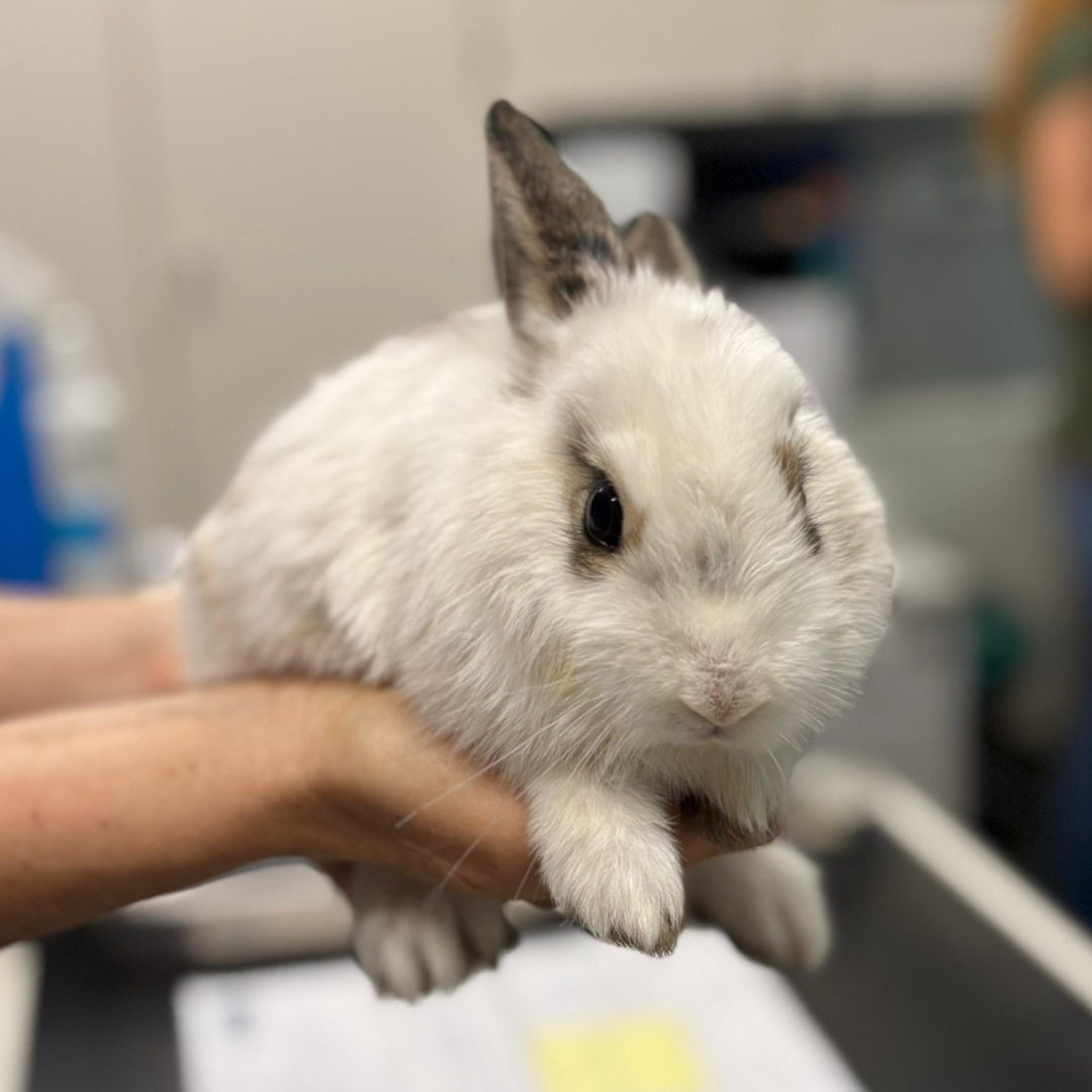 Fundkaninchen 64739 Höchst "Flotte Lotte"