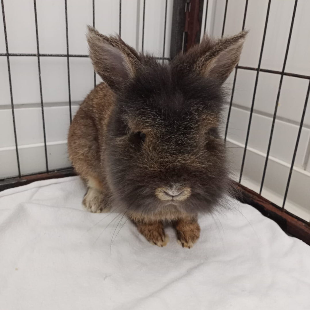 Fundkaninchen Mossautal "Stupps"
