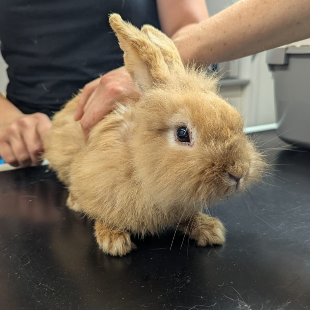 Fundkaninchen Oberzent "Piotr"