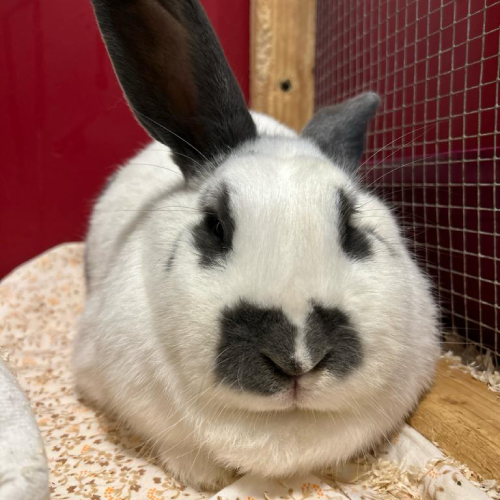 Fundkaninchen Seckmauern "Lia"