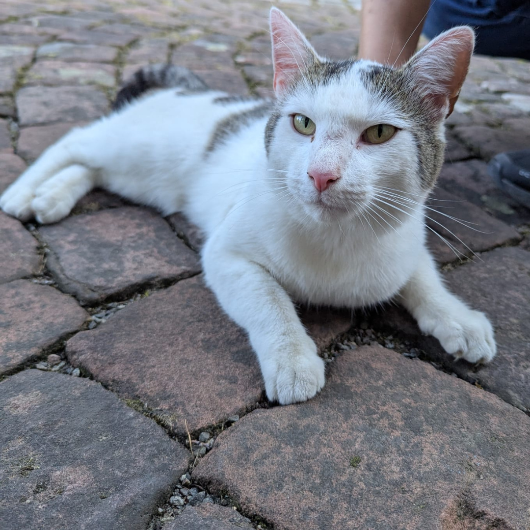 Fundkater 64732 Bad König/ Zell "Daniel"