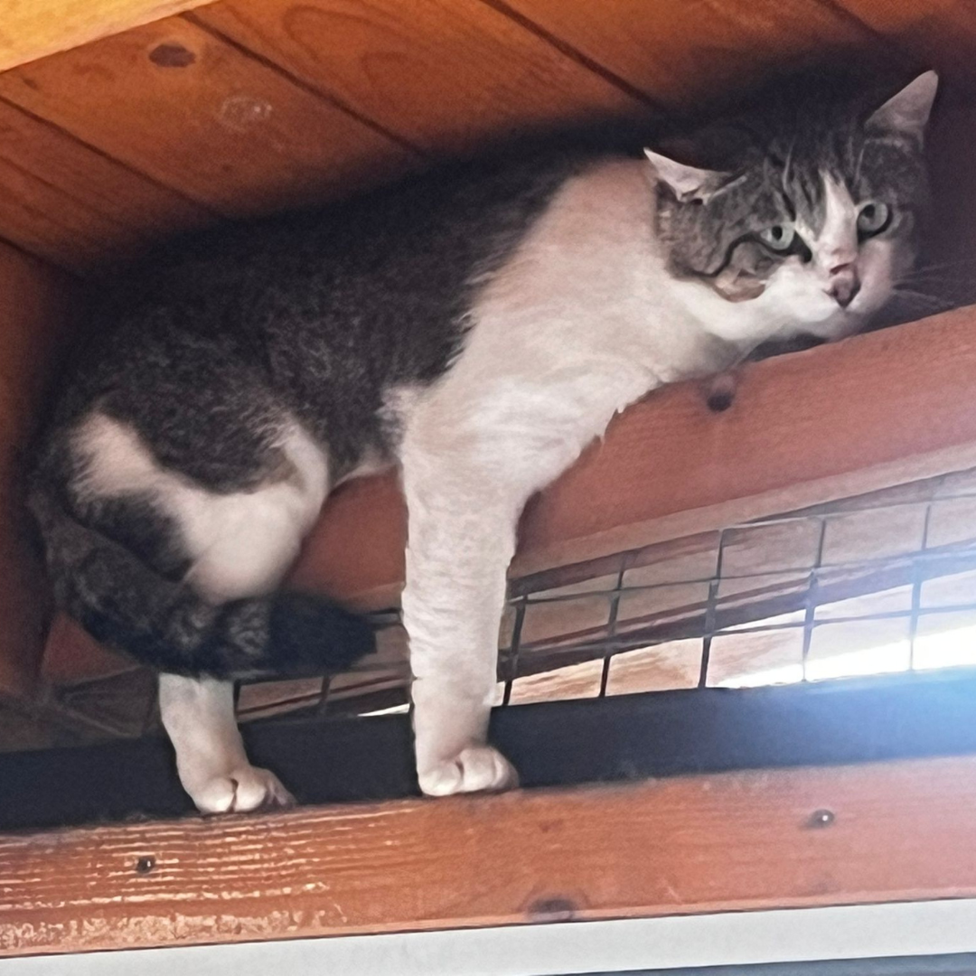 Fundkater 64385 Reichelsheim "Brandon"