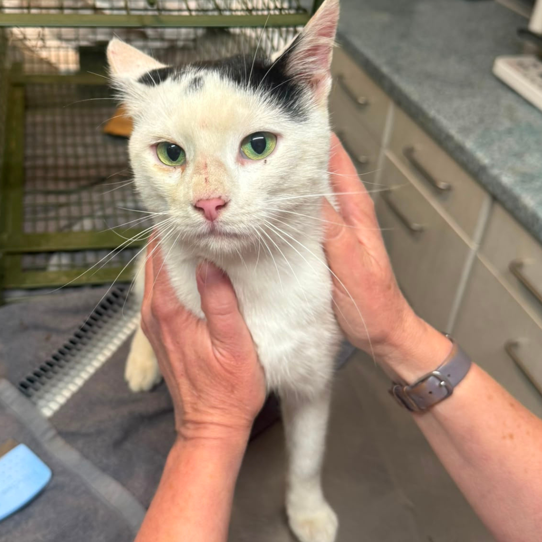 Fundkater 64385 Reichelsheim "Philip"