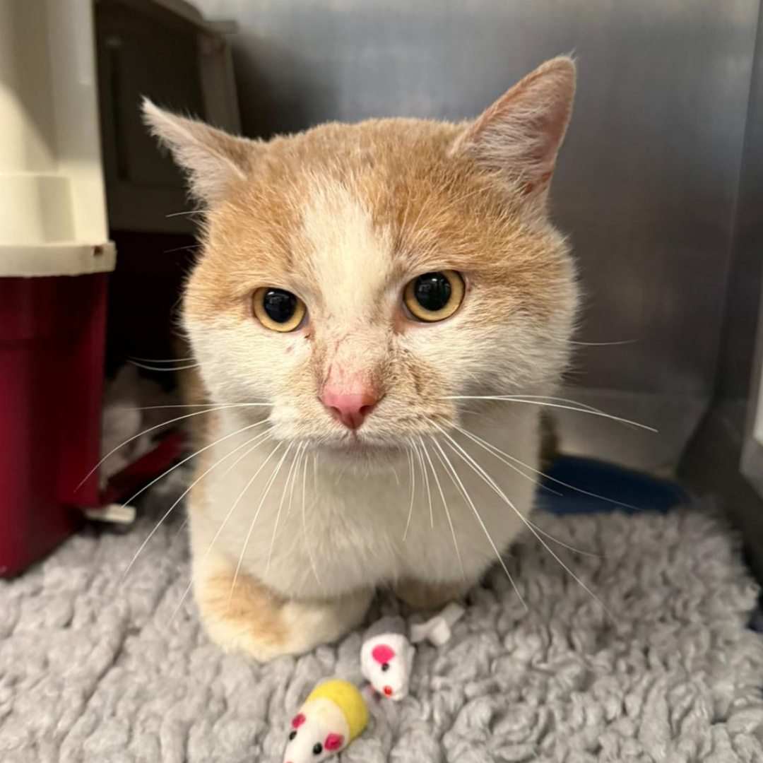 Fundkater 64395 Brensbach "Kenny"