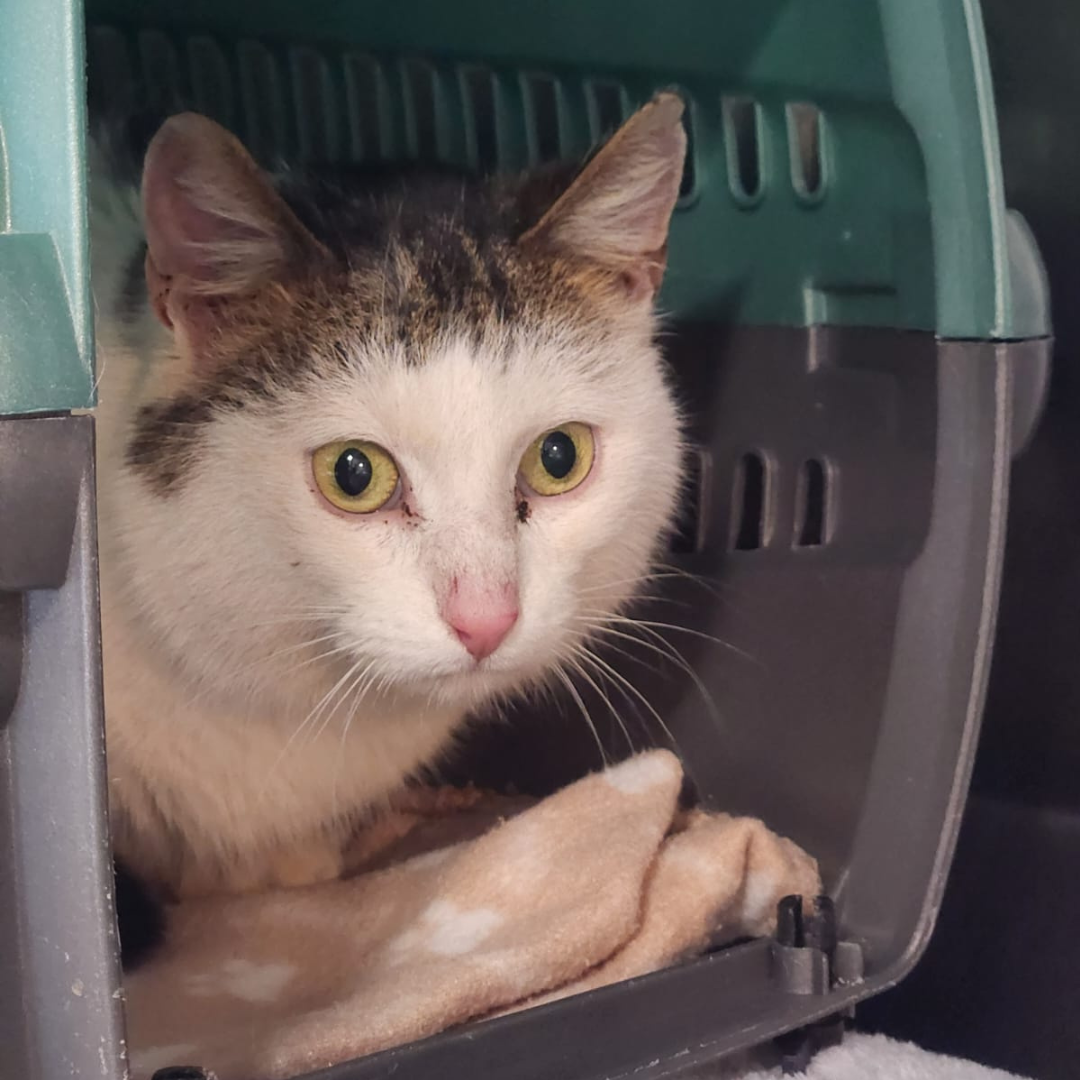 Fundkater 64711 Erbach "Jako"