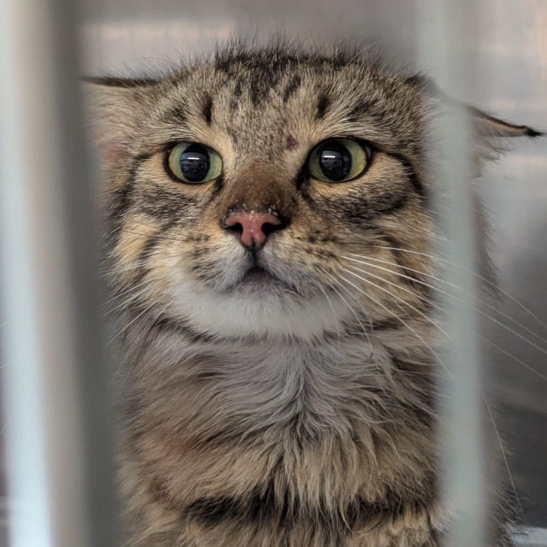 Fundkater 64720 Michelstadt/ Würzberg "Bagel"