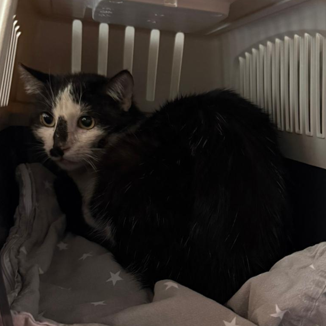 Fundkater 64720 Michelstadt "Denver"