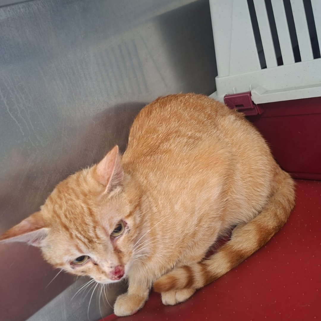 Fundkater 64732 Bad König "Flynn"