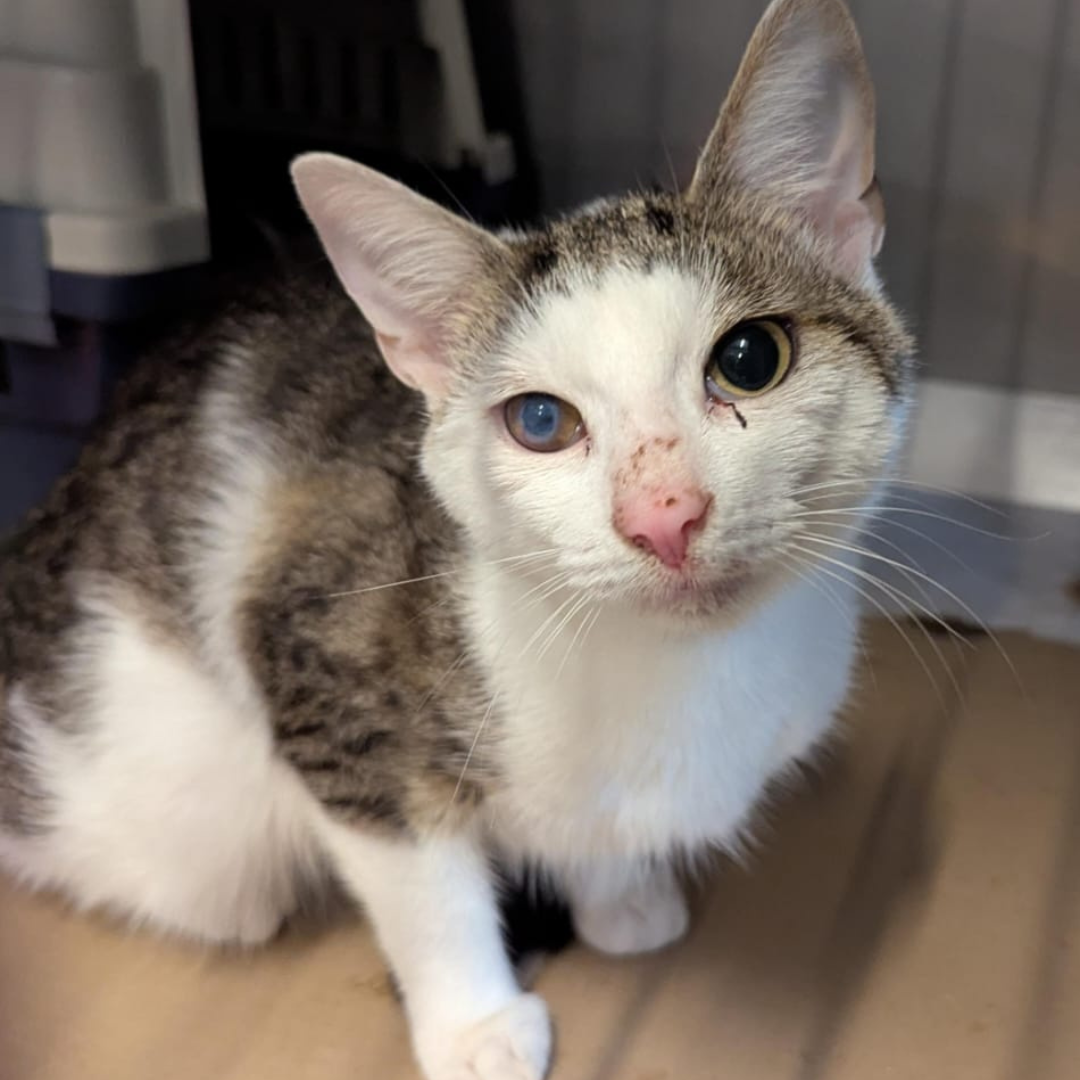 Fundkater 64732 Bad König "Taylor"