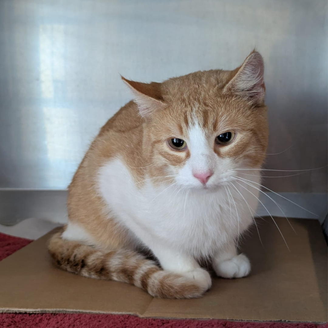 Fundkater 64739 Höchst "Gangolf"