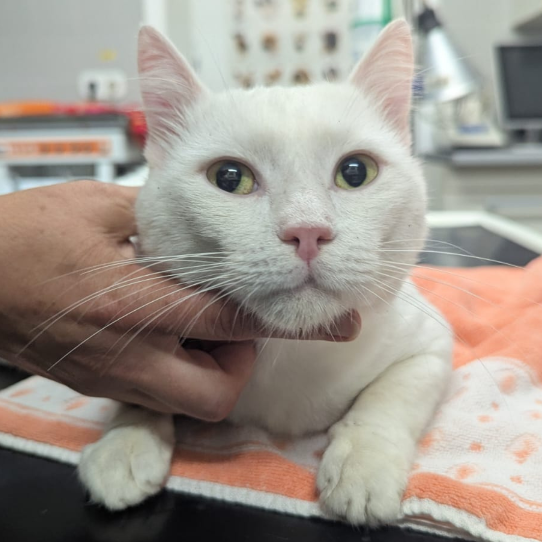 Fundkater 64739 Höchst "Myako"