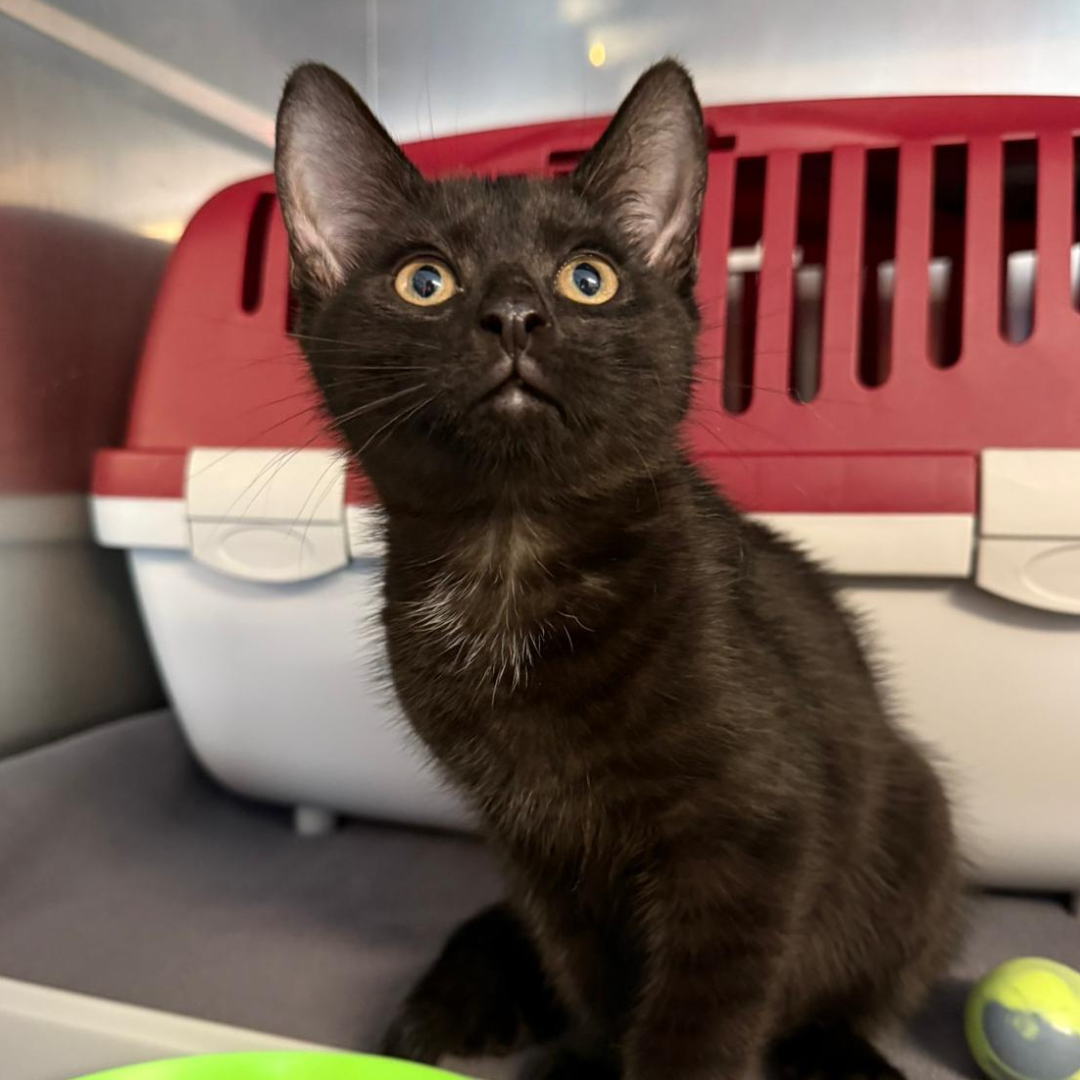 Fundkater 64739 Höchst "Oksan"