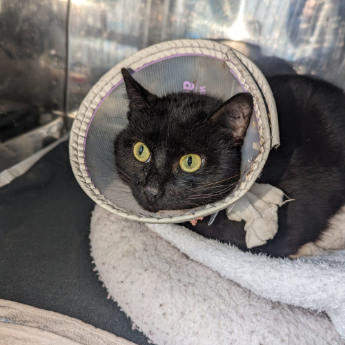 Fundkater Bad König / Fürstengrund "Metternich"