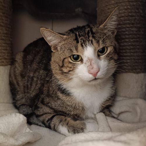 Fundkater Fränkisch-Crumbach "Benji"