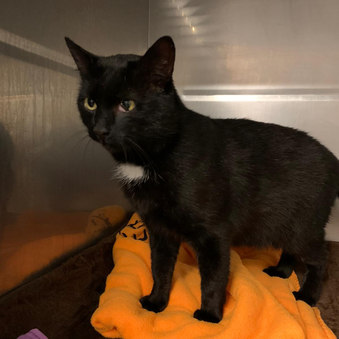 Fundkater 64739 Höchst/ Annelsbach "Lennart"