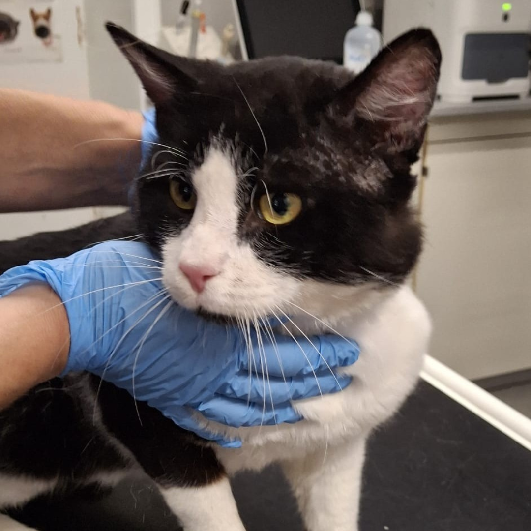 Fundkater Höchst "Basyl"