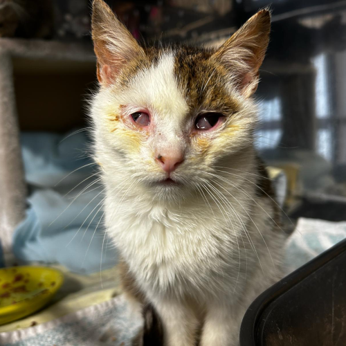 Fundkater Höchst im Odenwald "Otex"