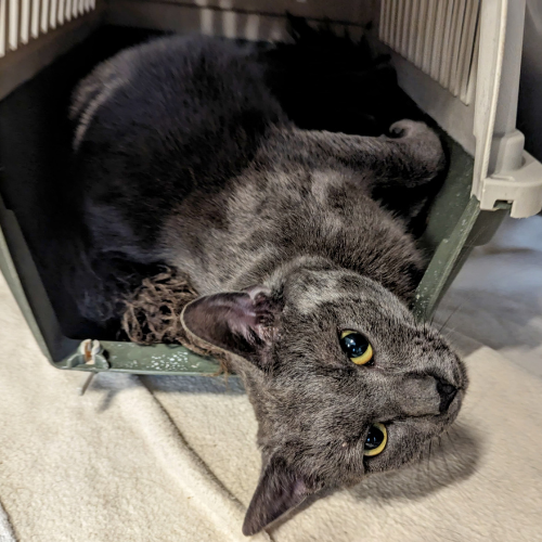 Fundkater Michelstadt "Jerry"