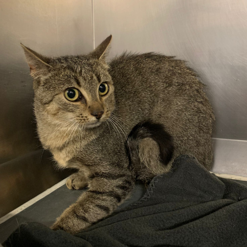 Fundkater Michelstadt "Panda"