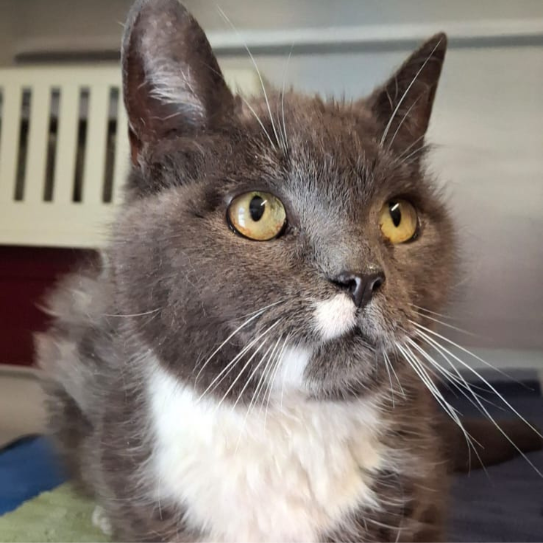 Fundkatze 64711 Erbach "Iwonka"