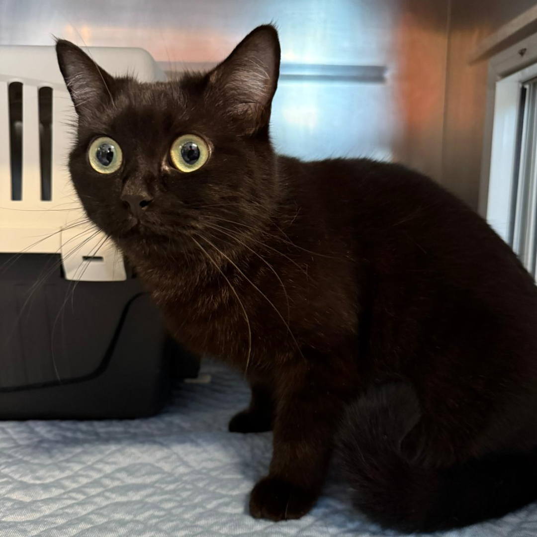 Fundkatze 64720 Michelstadt "Hilde"