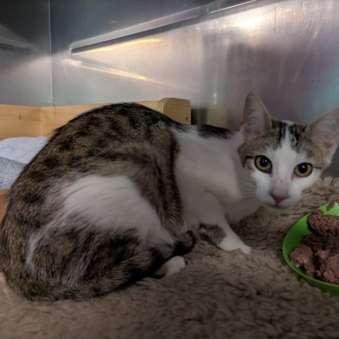 Fundkatze 64720 Michelstadt "Juno"