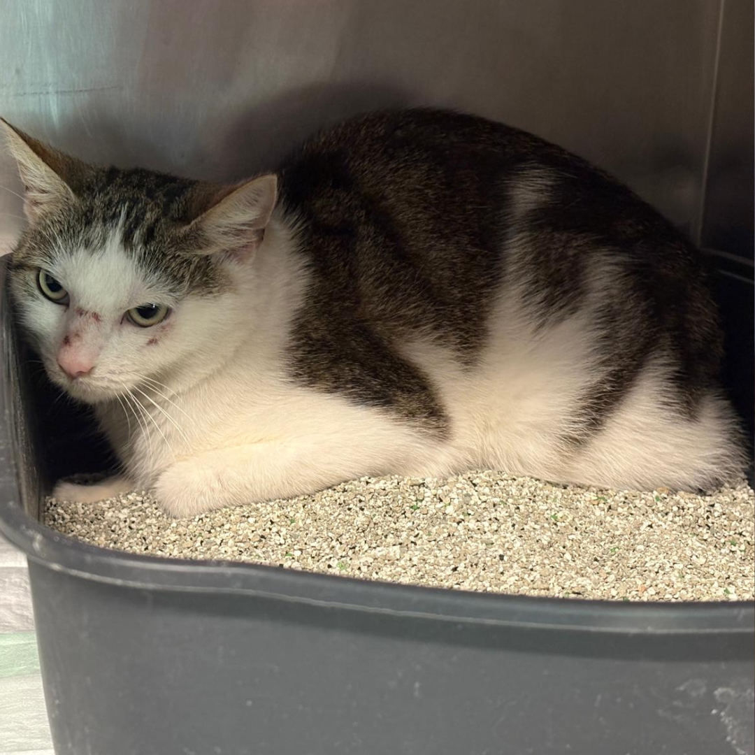 Fundkatze 64720 Michelstadt "Kimba"