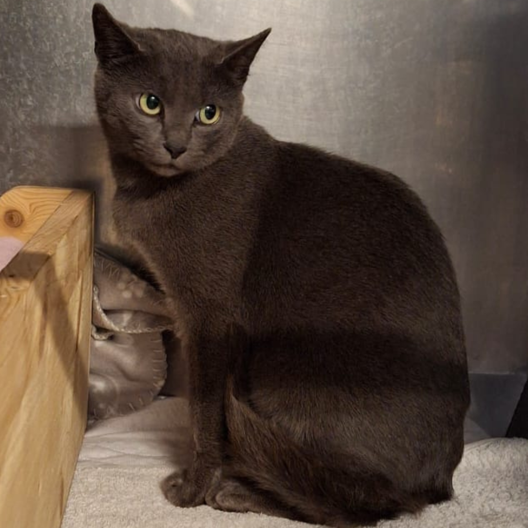 Fundkatze 64720 Michelstadt "Miriam"