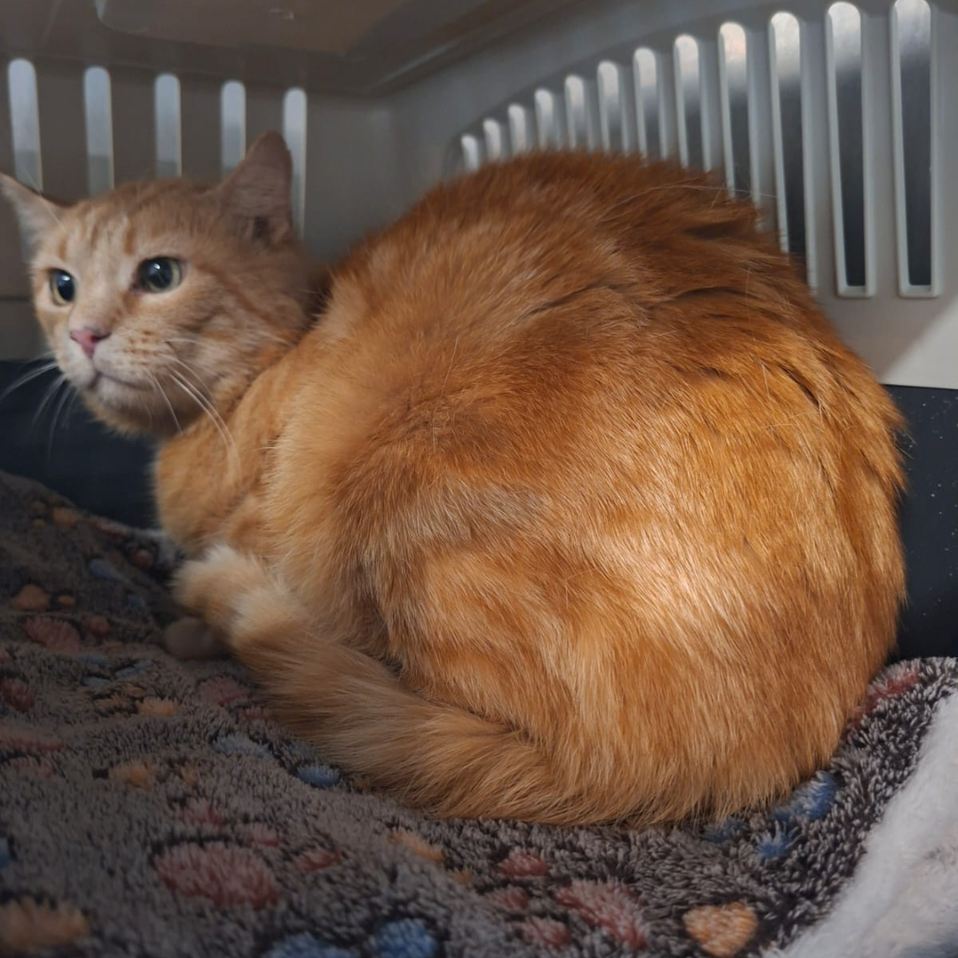 Fundkatze 64720 Michelstadt "Peach"