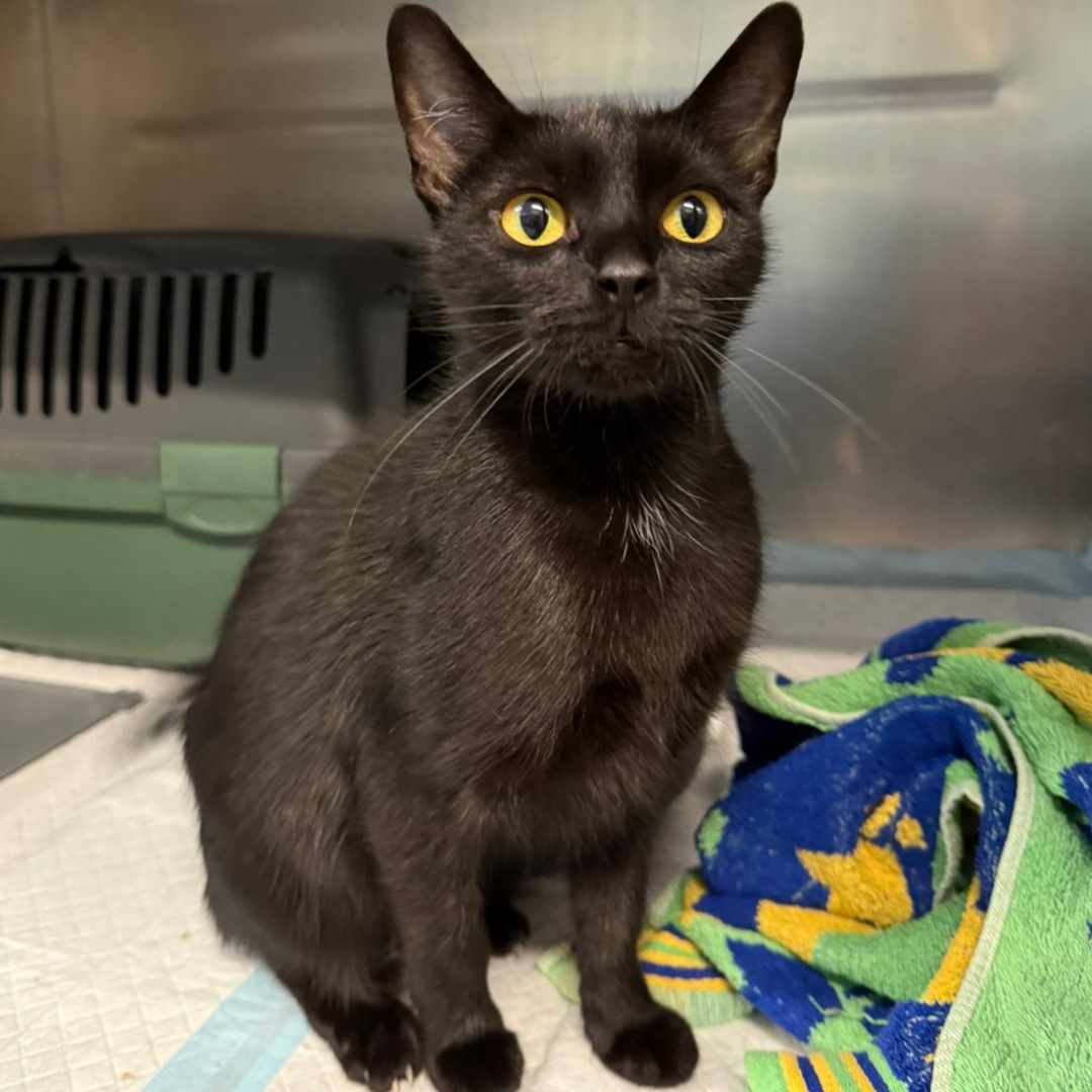 Fundkatze 64720 Michelstadt "Saffi"