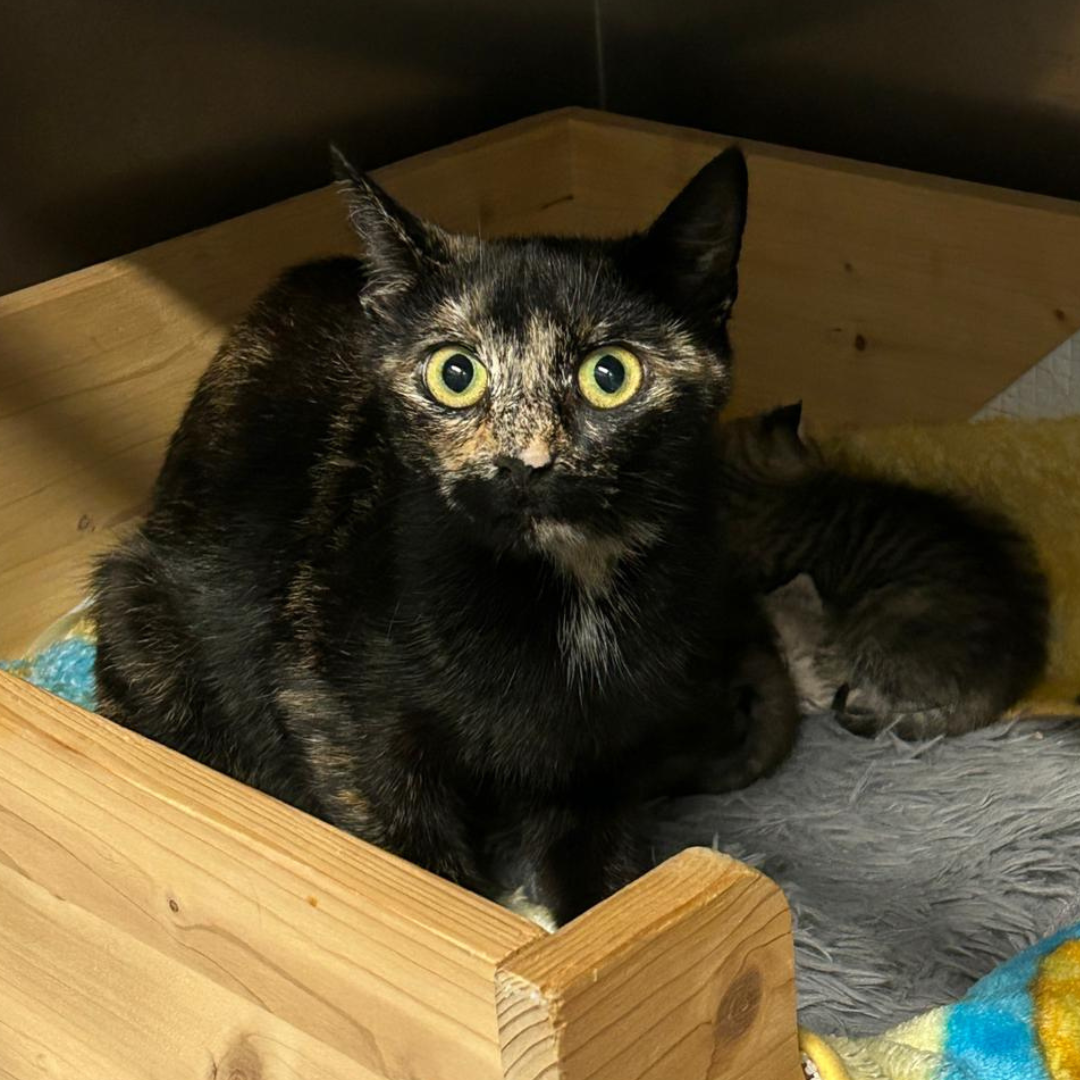 Fundkatze 64720 Michelstadt/ Steinbach "Zazou"