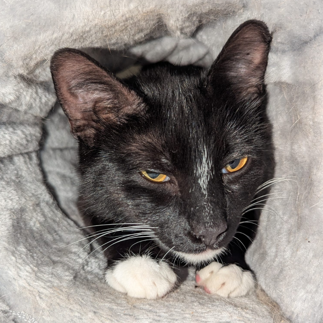 Fundkatze 64732 Bad König "Bella"