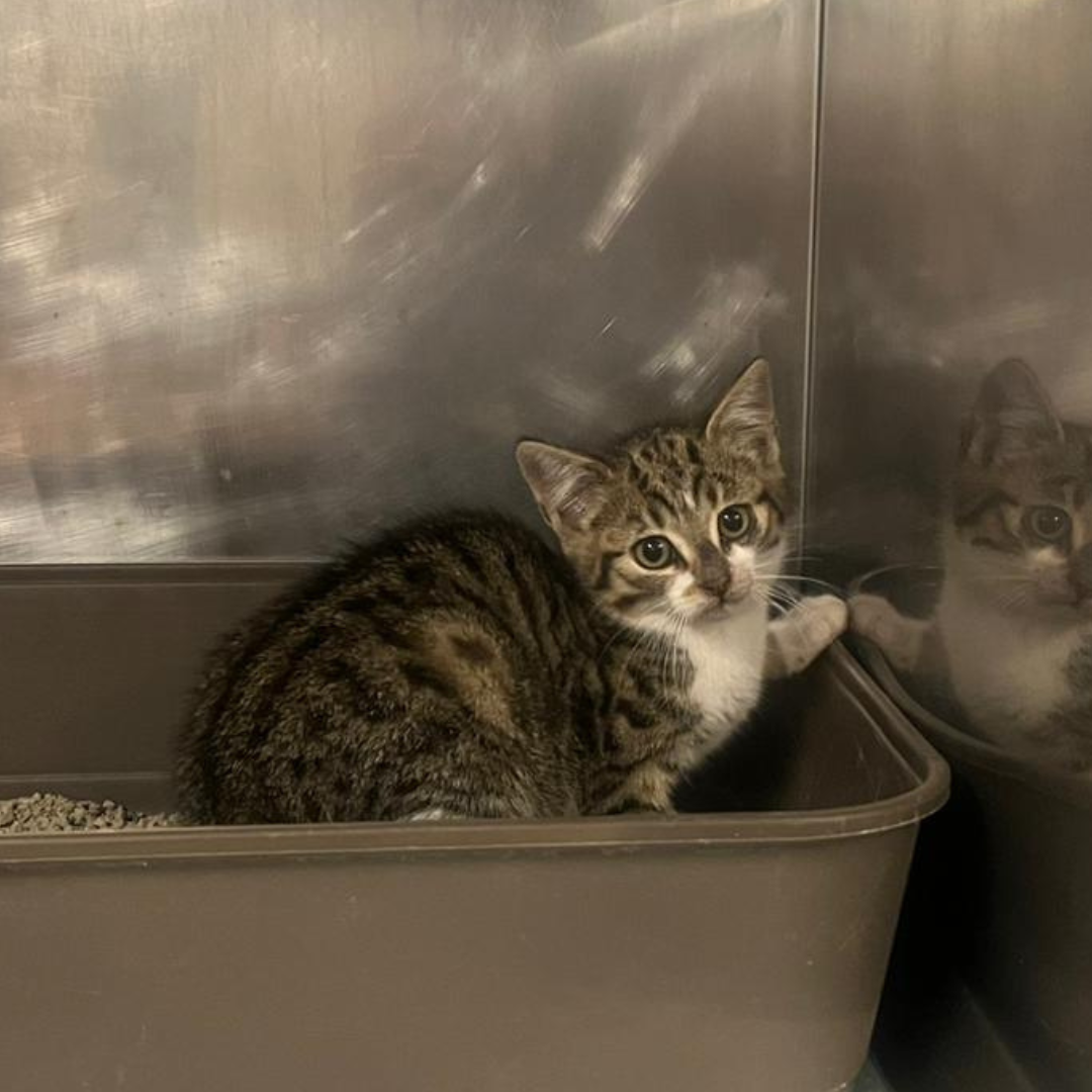 Fundkatze 64739 Höchst "Aditi"