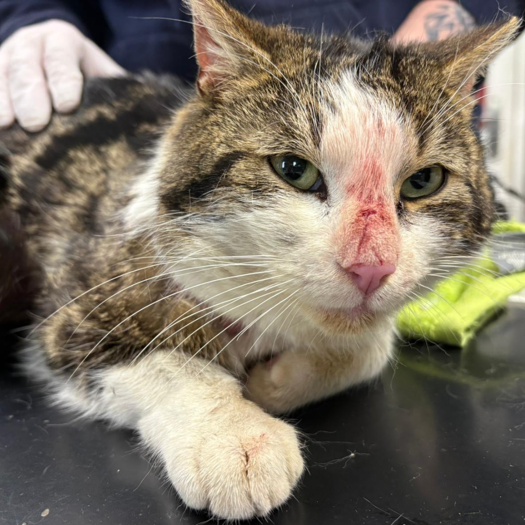 Fundkatze 64739 Höchst "Bozo"